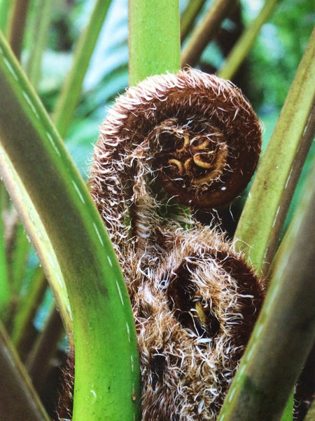 Fern uncurling